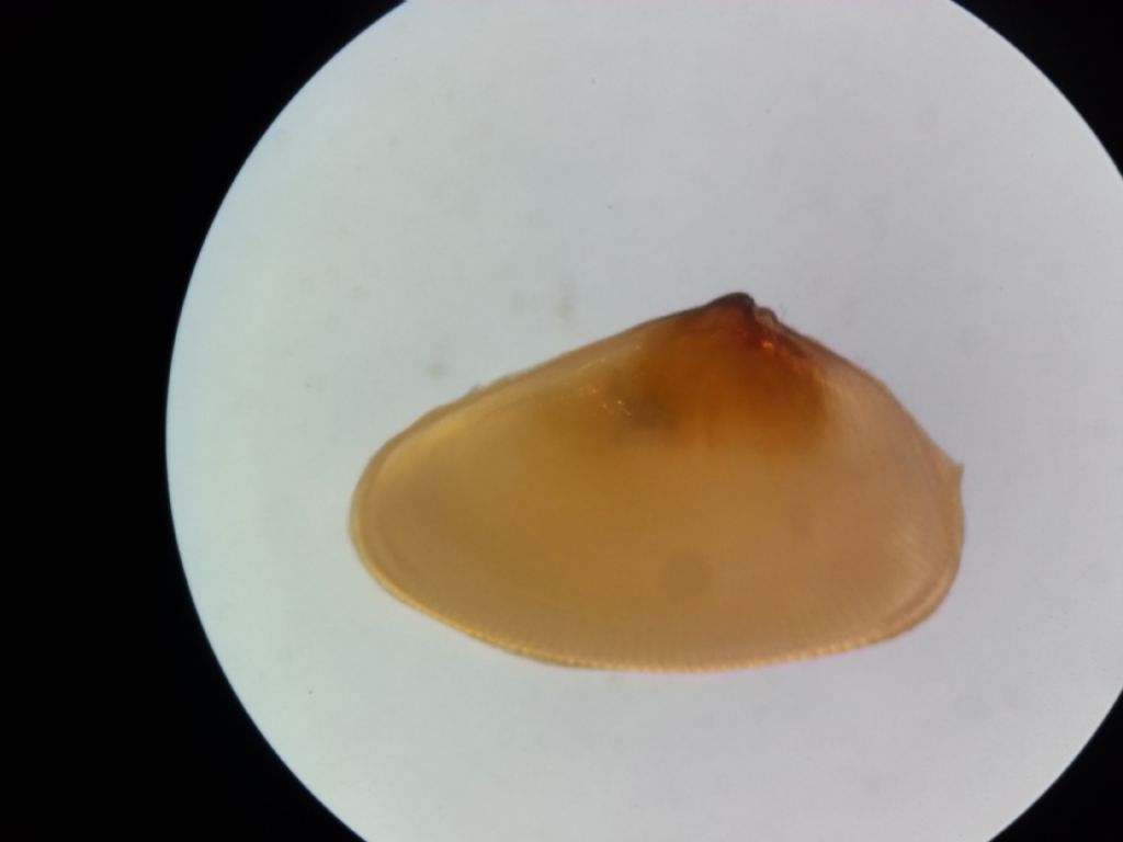 Donacilla and Tellina juv